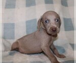 Small #9 Weimaraner