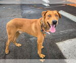 Small #1 Labrador Retriever Mix