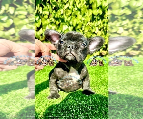 Full screen Photo #2 French Bulldog Puppy For Sale in SAN DIEGO, CA, USA