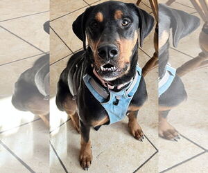 Rottweiler-Unknown Mix Dogs for adoption in Hillsboro, NH, USA