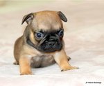 Puppy Buck French Bulldog