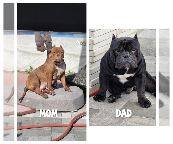 Medium Photo #1 American Bully Puppy For Sale in NORTH PORT, FL, USA