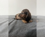 Small Photo #4 Dachshund Puppy For Sale in DAYTONA BEACH, FL, USA