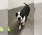 Small #1 Labrador Retriever-Mountain Cur Mix