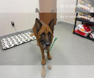 German Shepherd Dog Dogs for adoption in Ocala, FL, USA