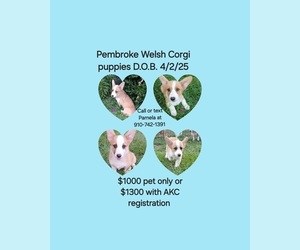 Pembroke Welsh Corgi Puppy for sale in BEULAVILLE, NC, USA