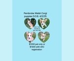 Image preview for Ad Listing. Nickname: Female corgis