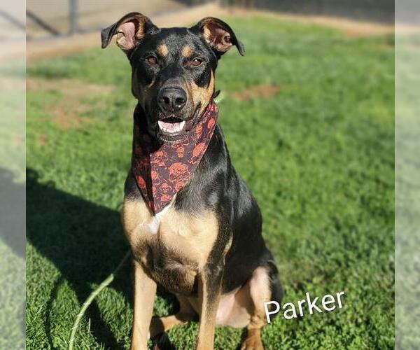 Medium Photo #2 Doberman Pinscher-German Shepherd Dog Mix Puppy For Sale in Placerville, CA, USA