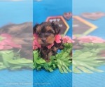 Small Photo #21 Yorkshire Terrier Puppy For Sale in AKRON, OH, USA
