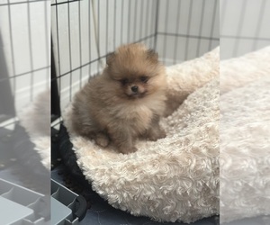 Pomeranian Puppy for sale in LAKESIDE, CA, USA