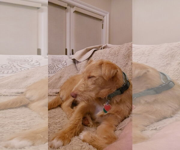 Medium Photo #6 Mutt Puppy For Sale in Ridgefield, CT, USA