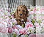 Small #3 Goldendoodle (Miniature)