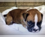Small Photo #3 Boxer Puppy For Sale in NEOSHO, MO, USA