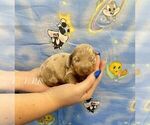 Small #1 Dachshund