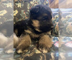Small Photo #2 German Shepherd Dog Puppy For Sale in CURTISS, WI, USA