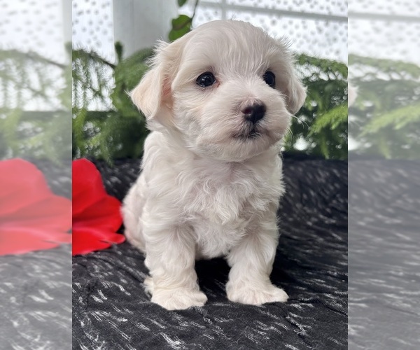 Medium Photo #11 Maltese Puppy For Sale in ROCK STREAM, NY, USA