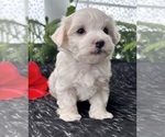 Small #10 Maltese