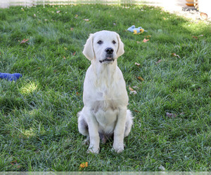 Golden Retriever Puppy for sale in SYRACUSE, IN, USA