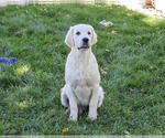Small Photo #1 Golden Retriever Puppy For Sale in SYRACUSE, IN, USA