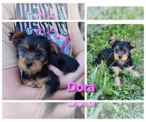 Yorkshire Terrier Puppy for sale in SUNNY HILLS, FL, USA