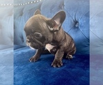 Small Photo #6 French Bulldog Puppy For Sale in JACKSON, MS, USA