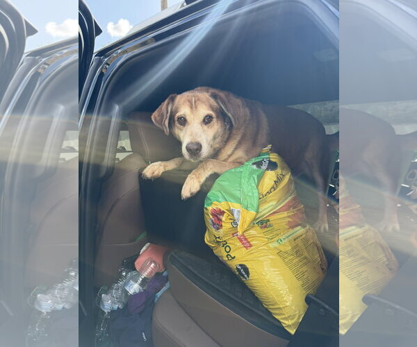 Medium Photo #2 Labrador Retriever-Unknown Mix Puppy For Sale in Jackson, MS, USA
