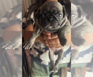 Medium American Lo-Sze Pugg