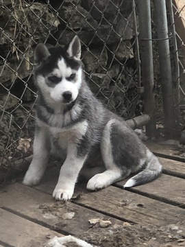 Medium Photo #1 Siberian Husky Puppy For Sale in CASSVILLE, WI, USA