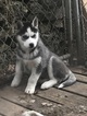 Small Photo #1 Siberian Husky Puppy For Sale in CASSVILLE, WI, USA