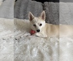 Small Photo #127 Pomsky Puppy For Sale in LOVELAND, CO, USA