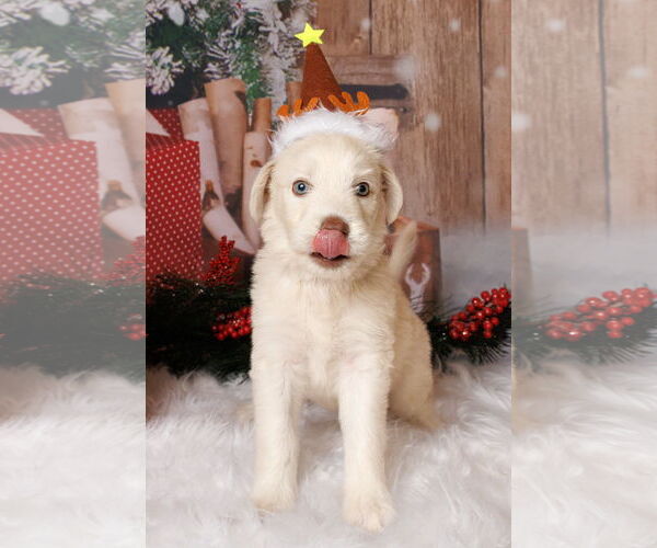 Medium Photo #7 Great Pyrenees-Unknown Mix Puppy For Sale in McKinney, TX, USA