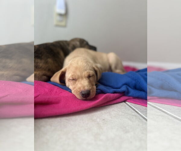 Medium Photo #4 Labrador Retriever-Unknown Mix Puppy For Sale in Plainfield, IL, USA