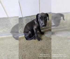 Boxer-Unknown Mix Dogs for adoption in San Antonio, TX, USA