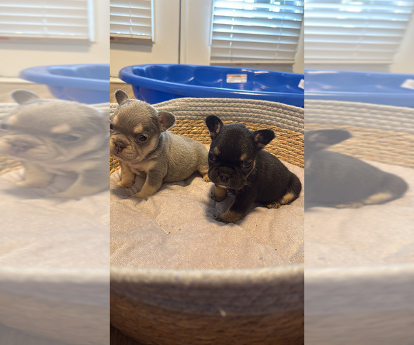 Medium Photo #1 French Bulldog Puppy For Sale in CHARLOTTE, NC, USA