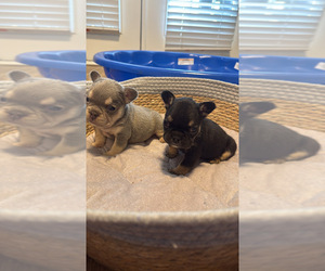 French Bulldog Puppy for Sale in CHARLOTTE, North Carolina USA