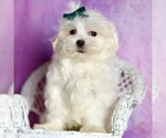 Small Photo #35 Maltese Puppy For Sale in WARSAW, IN, USA