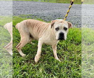 Mutt Dogs for adoption in Abbeville, LA, USA
