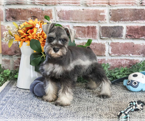Schnauzer (Miniature) Puppy for sale in SYRACUSE, IN, USA