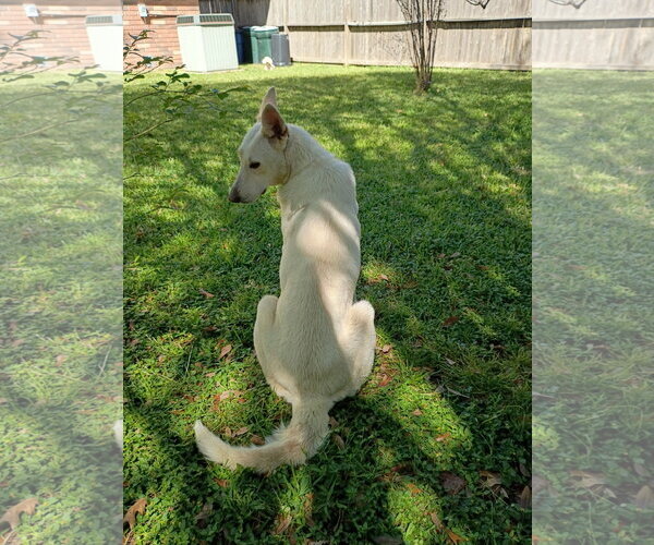 Medium Photo #1 - Mix Puppy For Sale in Hoffman Estates, IL, USA