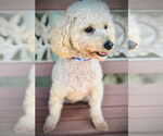 Small #2 Poodle (Miniature)