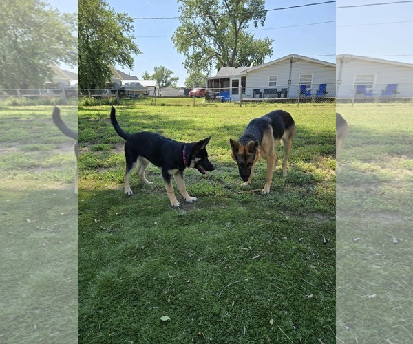 Medium Photo #2 German Shepherd Dog Puppy For Sale in Gretna, NE, USA