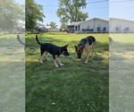 Small #1 German Shepherd Dog