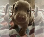 Puppy Puppy 2 Dachshund
