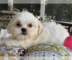 Shih Tzu Puppy for sale in NOBLESVILLE, IN, USA
