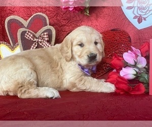 Golden Retriever Puppy for sale in LANCASTER, PA, USA