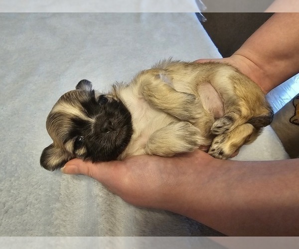 Medium Photo #2 Shih Tzu Puppy For Sale in BROCKPORT, NY, USA