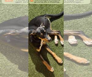 Mutt Dogs for adoption in Dallas, TX, USA