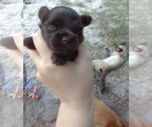 View Ad Chorkie Puppy for Sale near JESUP, USA. ADN667556
