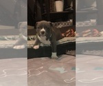 Small Photo #14 American Bully Puppy For Sale in NIXA, MO, USA
