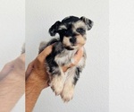 Small #1 Schnauzer (Miniature)